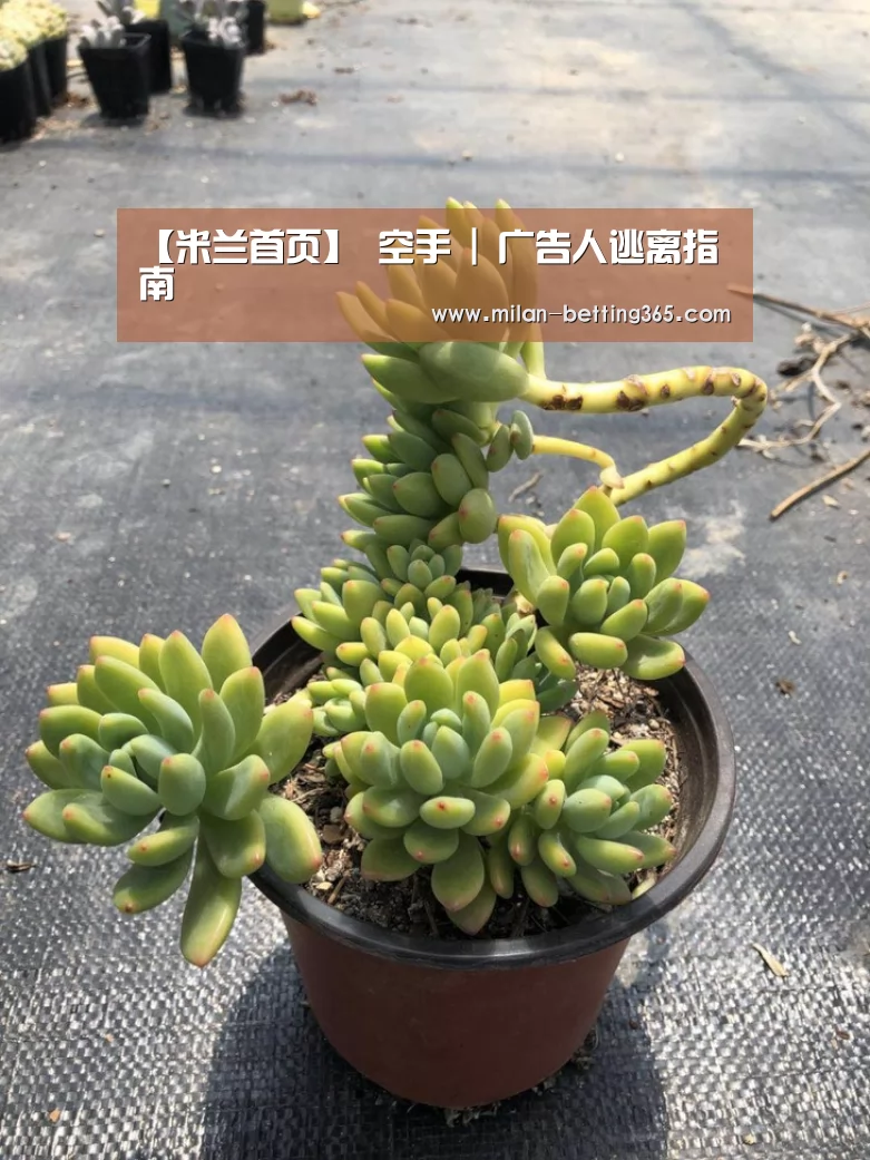 【米兰首页】
空手 | 广告人逃离指南(图2) 米兰游戏